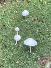 Saproamanita thiersii