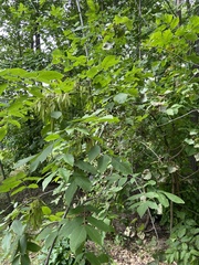 Melioides