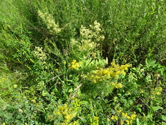 Galium × pomeranicum