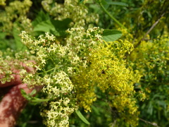 Galium × pomeranicum
