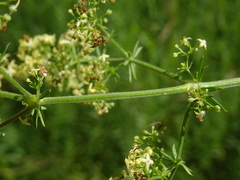 Galium × pomeranicum