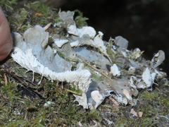 Peltigera neopolydactyla