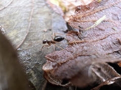 Prenolepis imparis