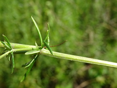 Galium × pomeranicum