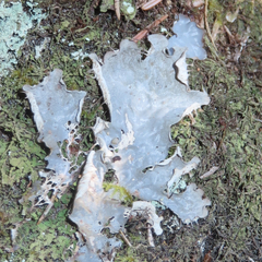 Peltigera neopolydactyla