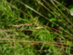 Elymus