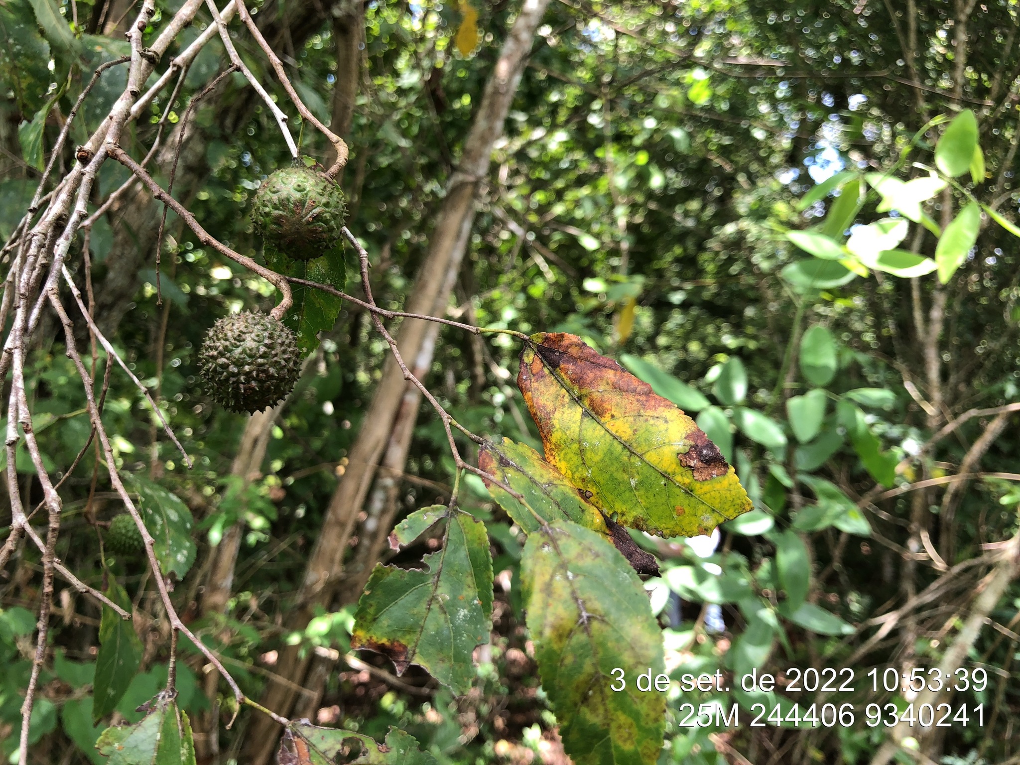 Guazuma ulmifolia
