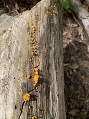 Dacrymyces