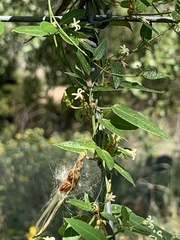 Asclepiadeae