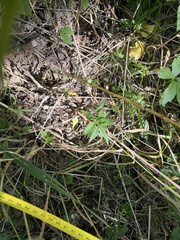 Symphyotrichum ontarionis