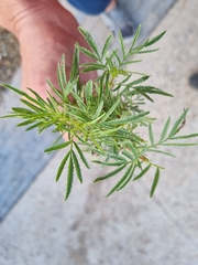 Tagetes minuta