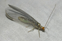 Nothochrysa fulviceps