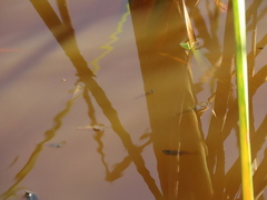 Actinopterygii