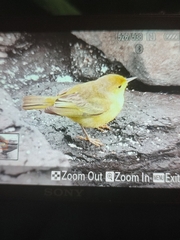 Setophaga petechia aureola