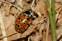 Anatis ocellata