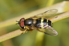 Dasysyrphus tricinctus