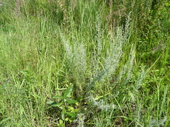 Artemisia dracunculus glauca