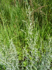 Artemisia dracunculus glauca