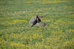 Stigmochelys pardalis