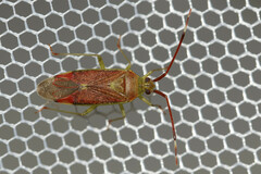 Pantilius tunicatus