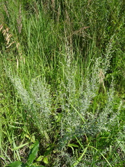 Artemisia dracunculus glauca