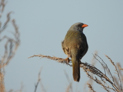 Embernagra platensis