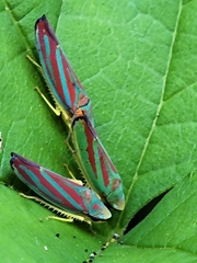 Graphocephala coccinea