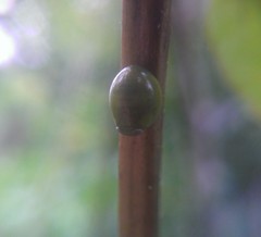 Hemisphaerius