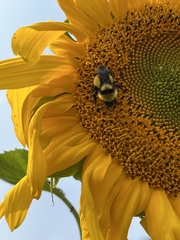Bombus fervidus