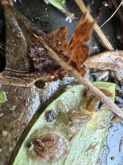Prenolepis imparis
