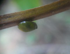 Hemisphaerius