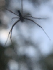 Trichonephila clavipes
