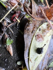 Prenolepis imparis