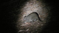 Potorous tridactylus