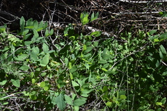Lathyrus nevadensis