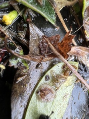 Prenolepis imparis