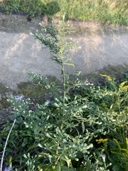 Symphyotrichum shortii