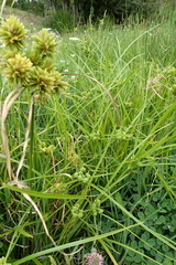 Cyperus eragrostis