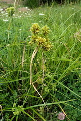Cyperus eragrostis