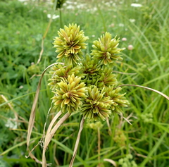 Cyperus eragrostis