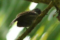 Thamnophilus bridgesi