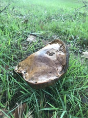 Cyanoboletus pulverulentus