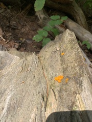 Dacrymyces