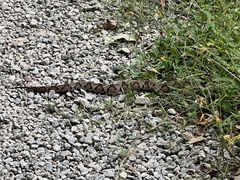 Agkistrodon contortrix