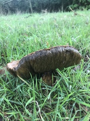 Cyanoboletus pulverulentus