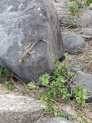 Microlophus delanonis