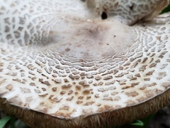Leucoagaricus americanus