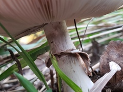 Leucoagaricus americanus