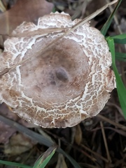Leucoagaricus americanus