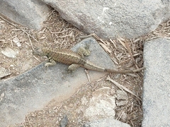 Microlophus delanonis